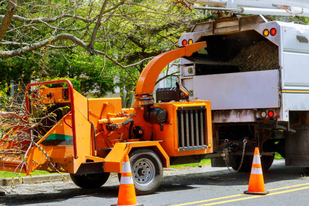 Best Hazardous Tree Removal  in Anson, TX