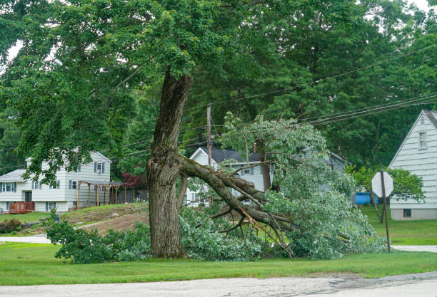 Best Tree Risk Assessment  in Anson, TX