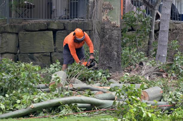 Best Storm Damage Tree Cleanup  in Anson, TX